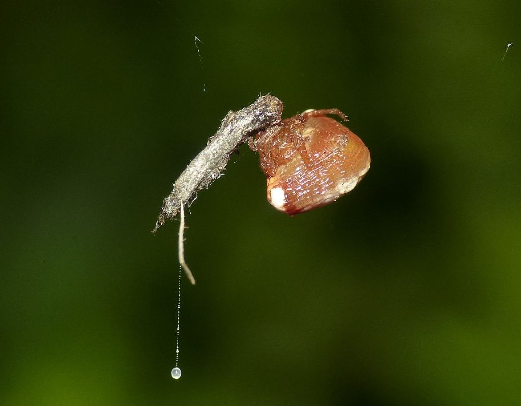 Ragnatela di Cyrtarachne ixoides - Cascina (PI)